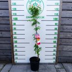 Slivka marhuľová (Prunus hybrid) ‘SHARKY RED’ - výška 110-130 cm, kont. C7L, stredne skorá